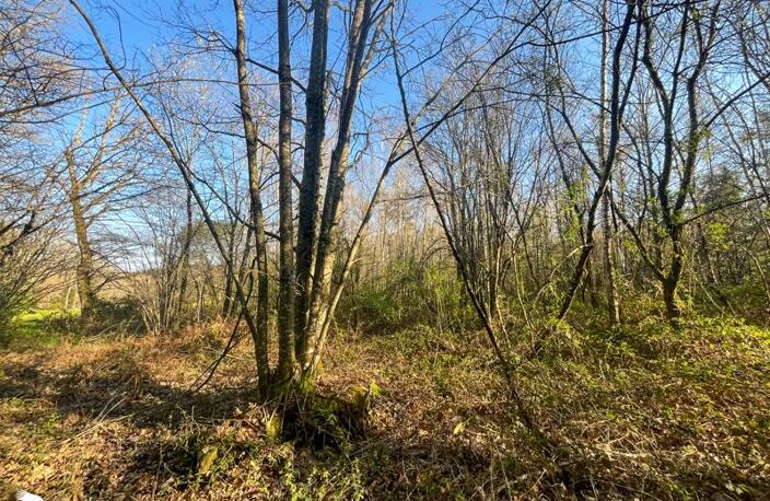 Forêt de 0 pièces principales — photo 4