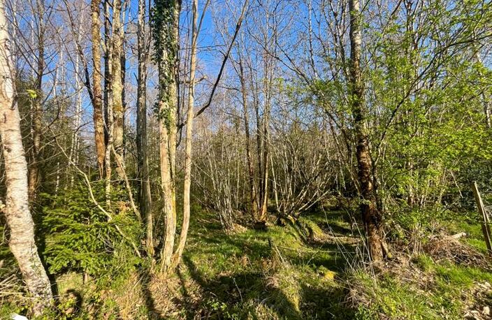 Forêt de 0 pièces principales — photo 5