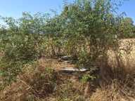  A vendre - Roybon (38940) – 3 parcelles de terrain agricole — photo 4