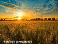 Grand TERRAIN de loisirs dans charmant village de Seine et Marne de plus de 2000 m² ! — photo 3