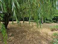 Calme et champêtre — photo 3