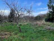 Situé à Brannay (89150) — photo 3