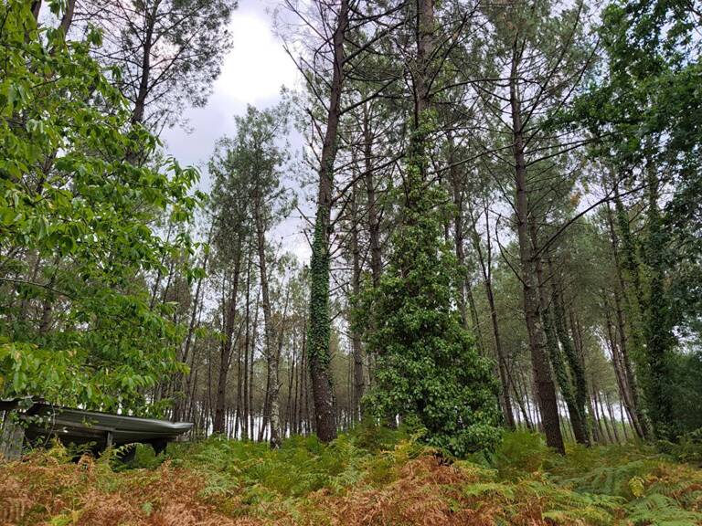 Terrain forestier — photo 1