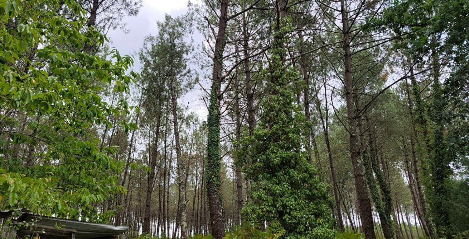 Terrain forestier — photo 1