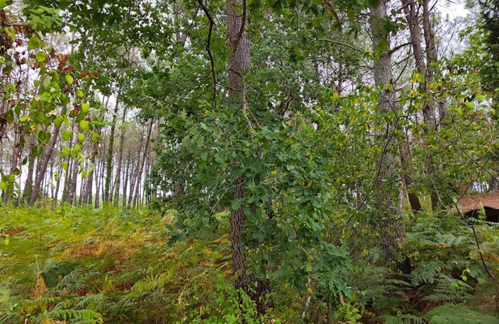 Terrain forestier — photo 2