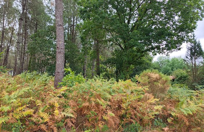 Terrain forestier — photo 3