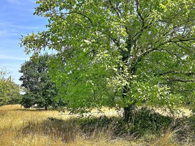 Terrain proposé à Noyers-sur-Cher