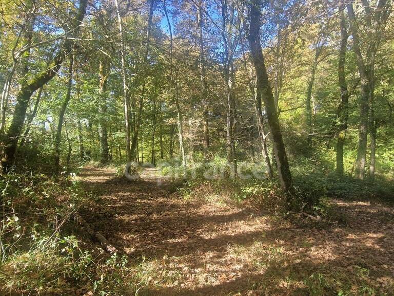 Bois à vendre, LAGRANGE (40) — photo 1