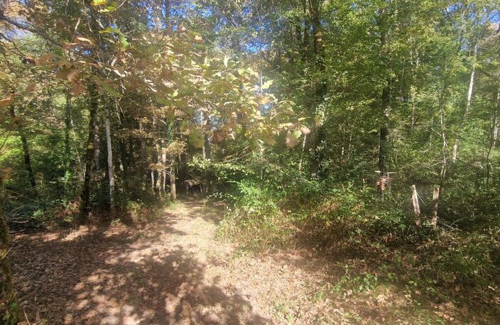 Bois à vendre, LAGRANGE (40) — photo 3