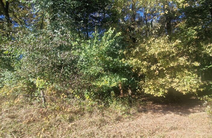 Bois à vendre, LAGRANGE (40) — photo 5