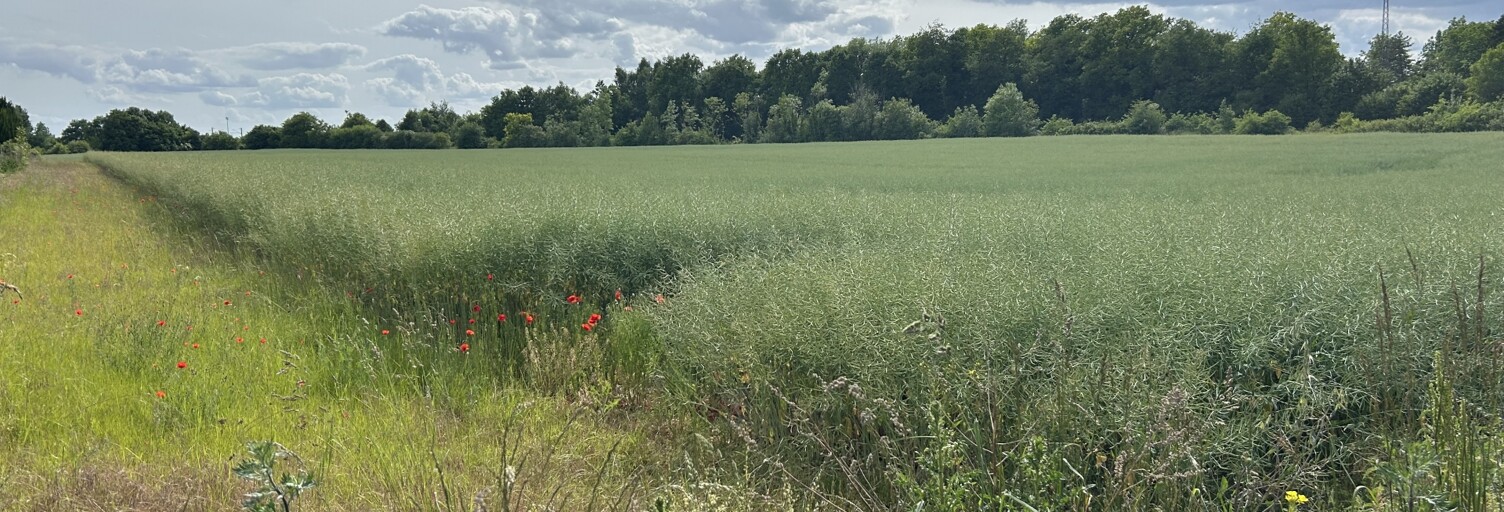 Terrain  1100 m² à vendre à La Neuville-au-Temple (51400)
