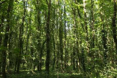 Terrain  45000 €