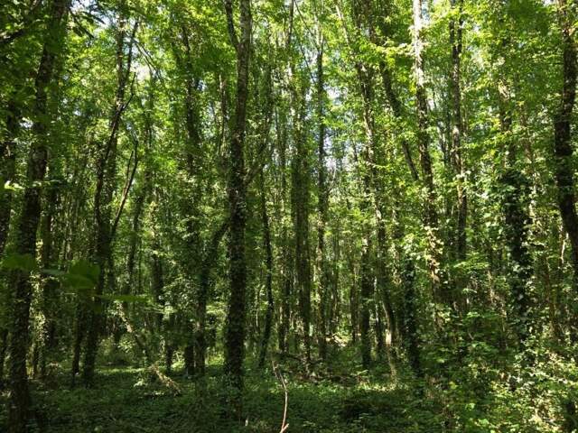 Deux parcelles de bois — photo du bien
