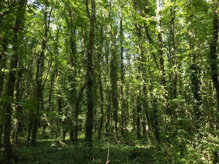 Deux parcelles de bois — photo 1
