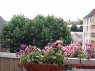 Appartement à vendre 2 pièces LONGJUMEAU (91) — photo 2