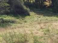 ORTHEZ – Terrains naturels et agricoles de 15 070 m² NON CONSTRUCTIBLE — photo 4