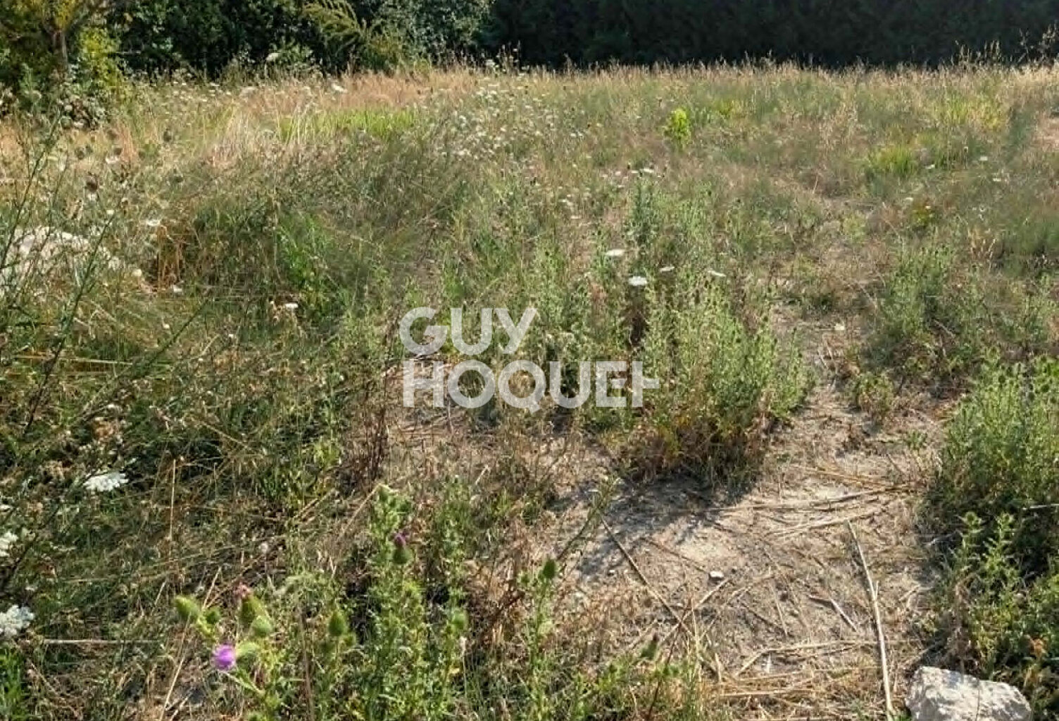 terrain — photo 1