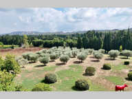 Propriété à vendre à Saint-Rémy-de-Provence - Vue exceptionnel — photo 4