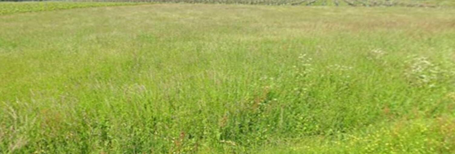 Terrain  100 m² à vendre à Berson (33390)