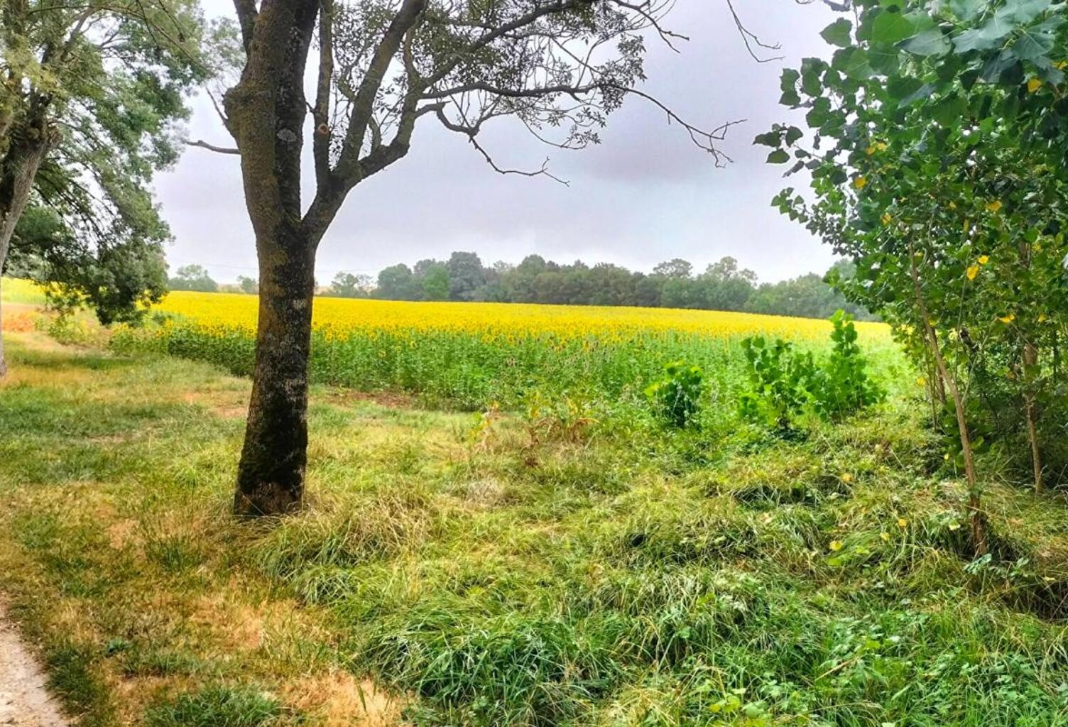 Terres agricoles 40 Ha (32120 ) Puycasquier — photo 1