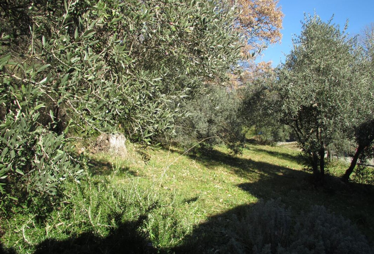 Peyruis terrain constructible boisé en bordure de voie — photo 1