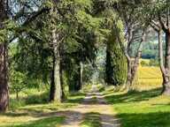 Maison en pierre de 13 pièces principales — photo 3