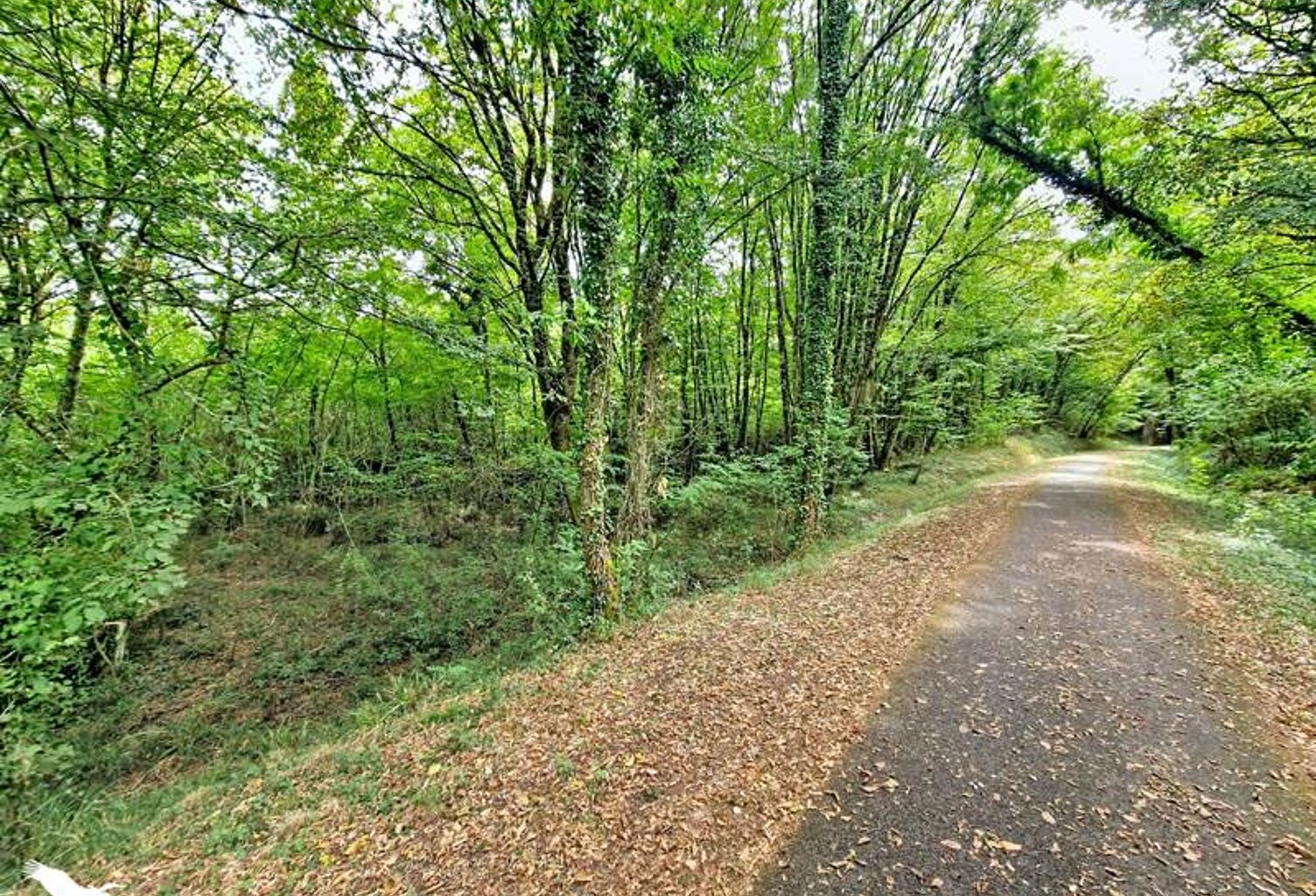 Forêt de 0 pièces principales — photo 1