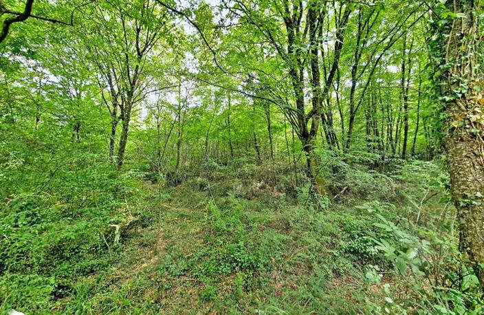 Forêt de 0 pièces principales — photo 2