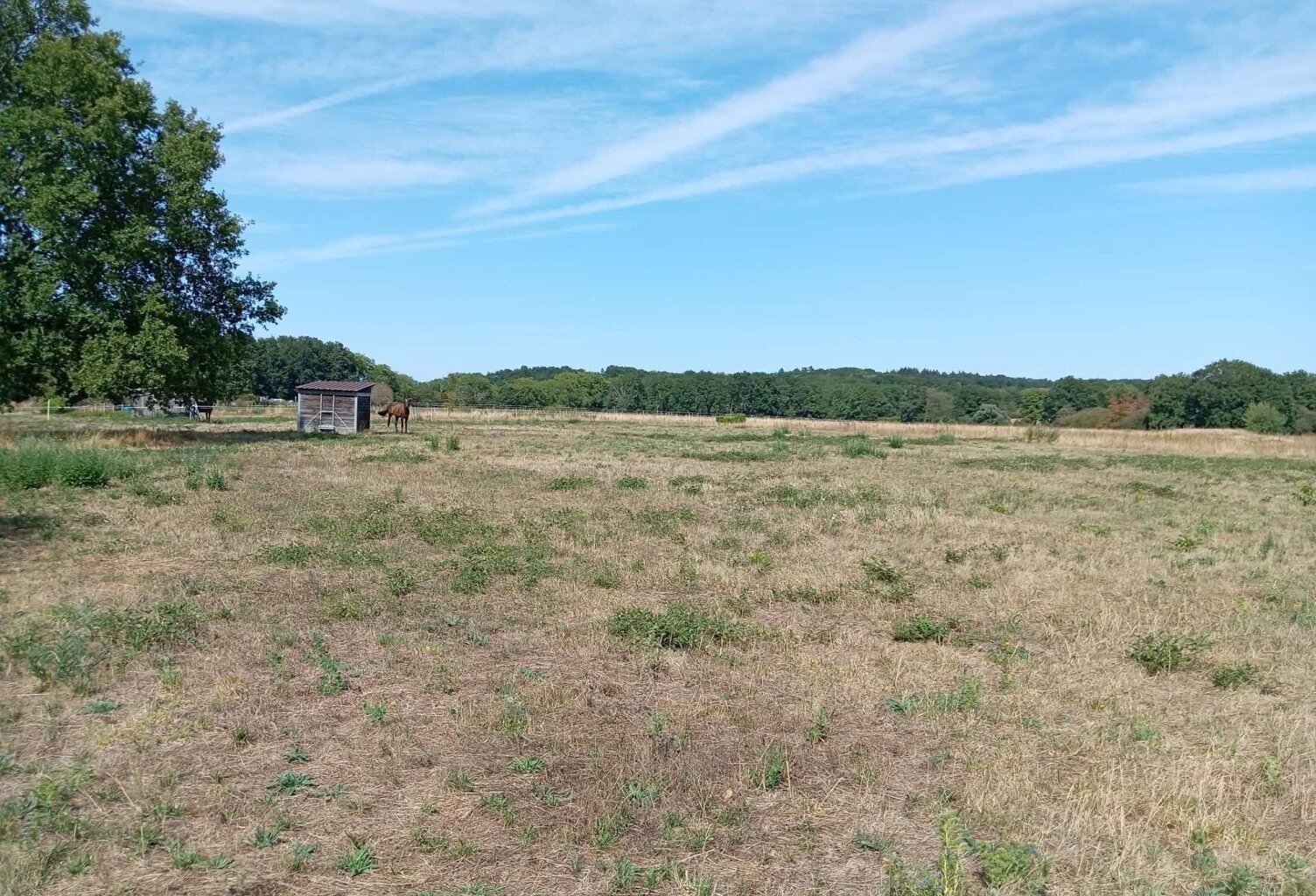 terrain agricole pour elevage chevaux avec piste d'entrainement au calme — photo 1