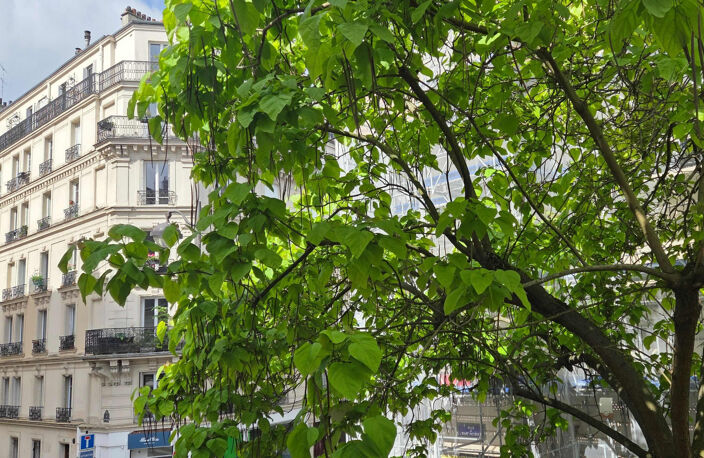 Montmartre appartement rénové 2 ch + cave — photo 3
