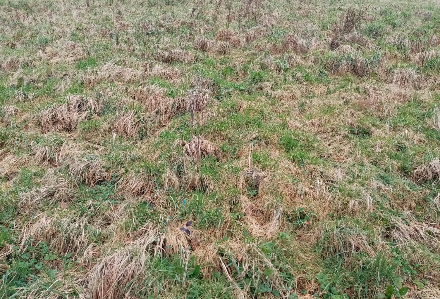 Dpt Seine Maritime (76), à vendre proche de NORMANVILLE terrain — photo 1