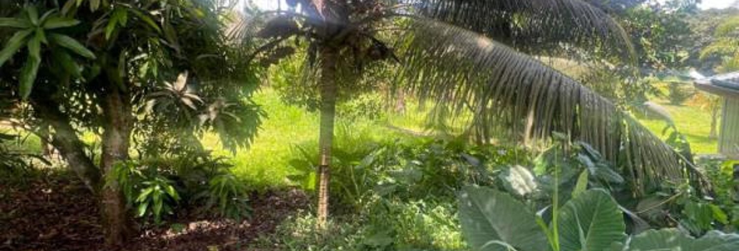 Terrain  675 m² à vendre à Sainte-Marie (97230)