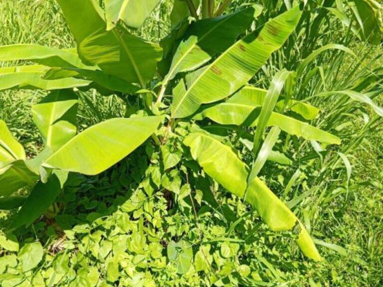 terrain de 556 m2 a vendre a basse-pointe — photo 1