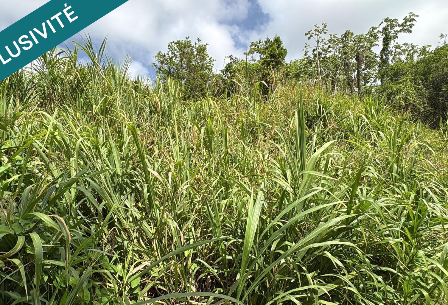 LE FRANCOIS : TERRAIN DE 1083 M² Ecrin de verdure — photo 1