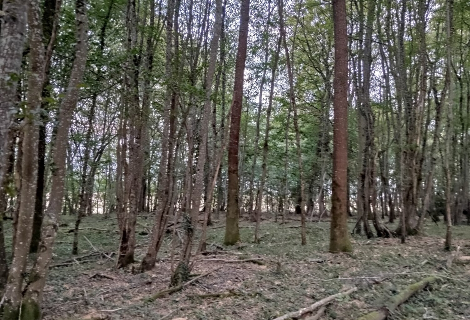 BOIS — photo 1