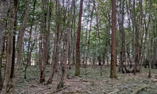 Terrain  23640 m² à vendre à Dammarie-sur-Loing (45230)