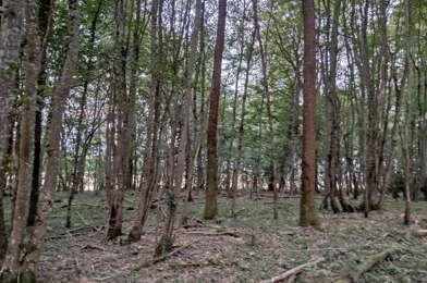 Terrain  19000 €