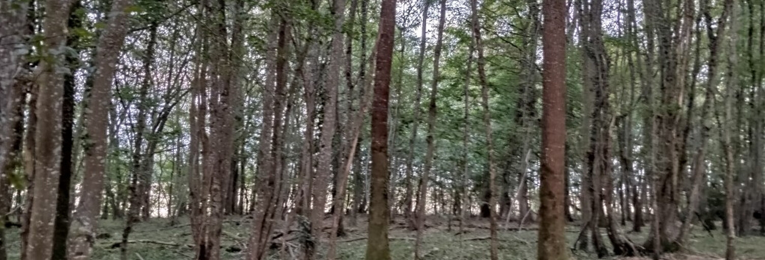 Terrain  23640 m² à vendre à Dammarie-sur-Loing (45230)