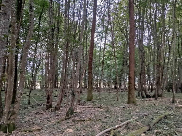 BOIS — photo 1