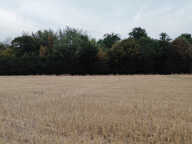 BOIS — photo 2