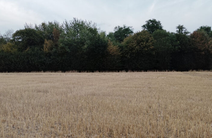 BOIS — photo 2