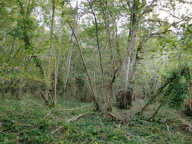 BOIS — photo 3