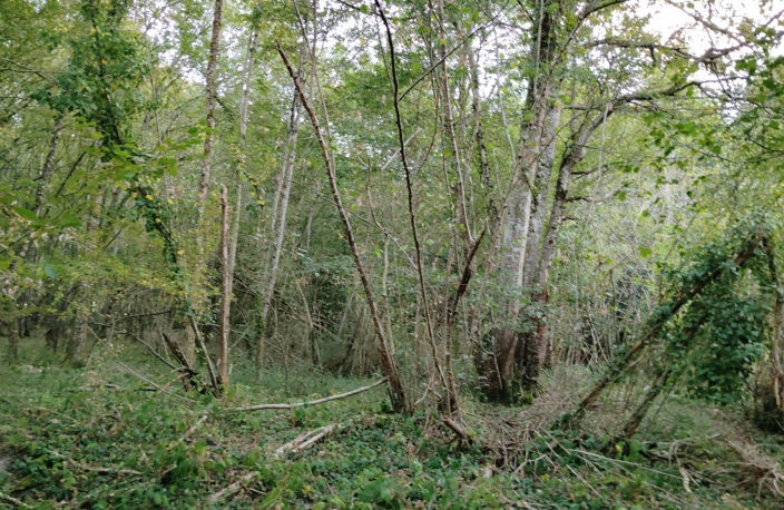BOIS — photo 3