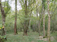 BOIS — photo 4
