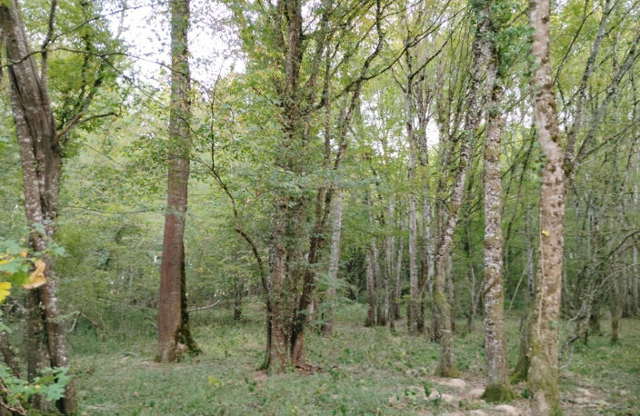 BOIS — photo 4