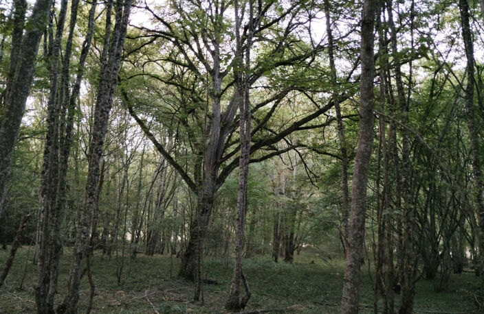 BOIS — photo 5