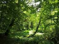 cadre bucolique pour ce domaine compose de 3 maisons sur 15 000 m2 — photo 2