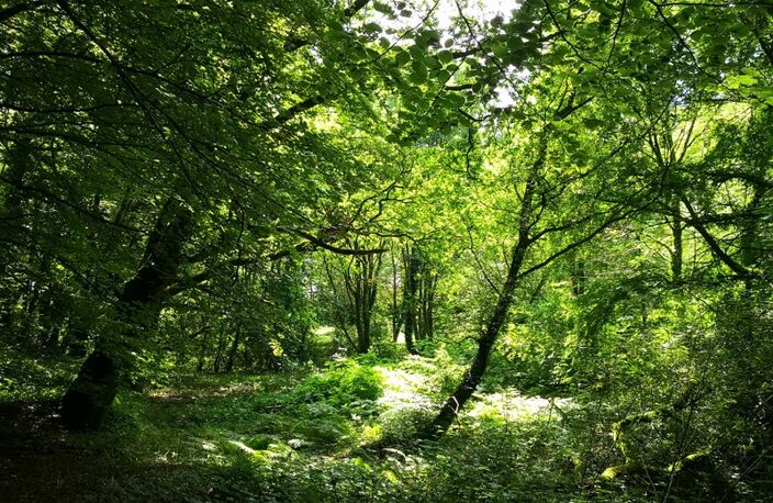 cadre bucolique pour ce domaine compose de 3 maisons sur 15 000 m2 — photo 2