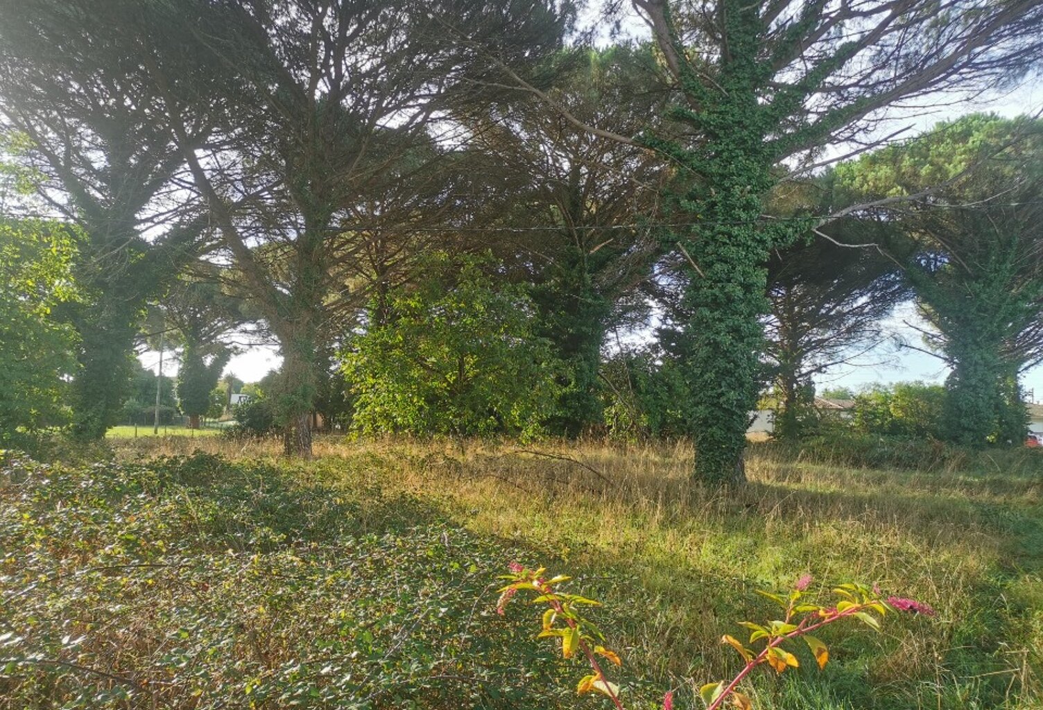 Terrain à bâtir à Le Barp (33114) — photo 1