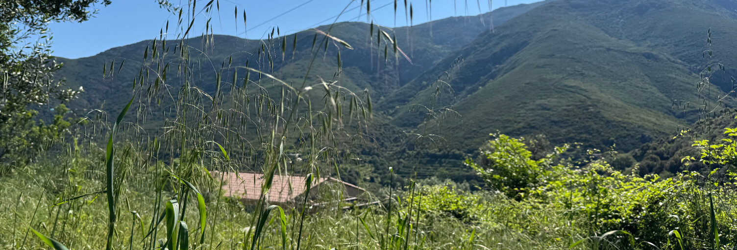 Terrain  623 m² à vendre à Occhiatana (20226)